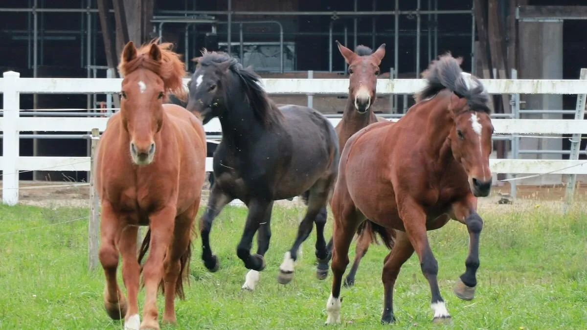 Pferde im Galopp Zum Davonrennen? In der Geschäftsstelle des Freibergerverbandes rumort es kräftig.