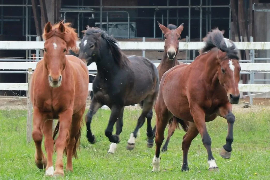 Pferde im Galopp Zum Davonrennen? In der Geschäftsstelle des Freibergerverbandes rumort es kräftig.