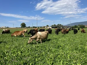 Ein Sprichwort sagt: «Spielen die Kühe im Gras verstecken, ist das Weidesystem (ausnahmsweise) nicht am Verrecken.» Extreme Bedingungen erfordern extreme Massnahmen.