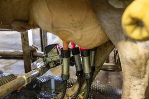 Panik vor einem Cyberangriff auf dem Melkroboter ist nicht angebracht. Dennoch ist es sinnvoll, die Daten des Betriebs umsichtig zu schätzen.