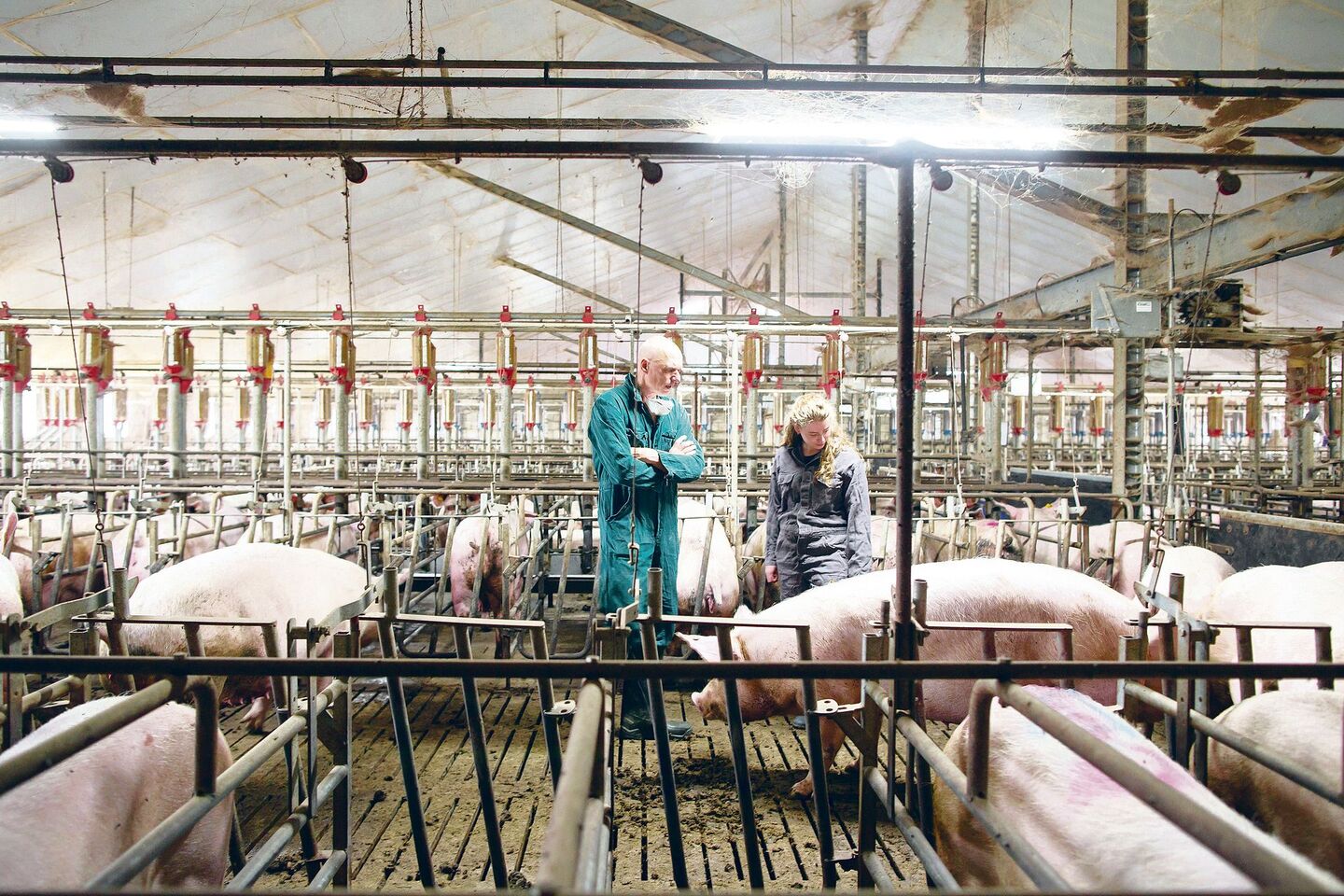 Schweinespezialist Rob van Schie in einem typischen holländischen Zuchtsauenstall mit Gruppenhaltung und Ständen.