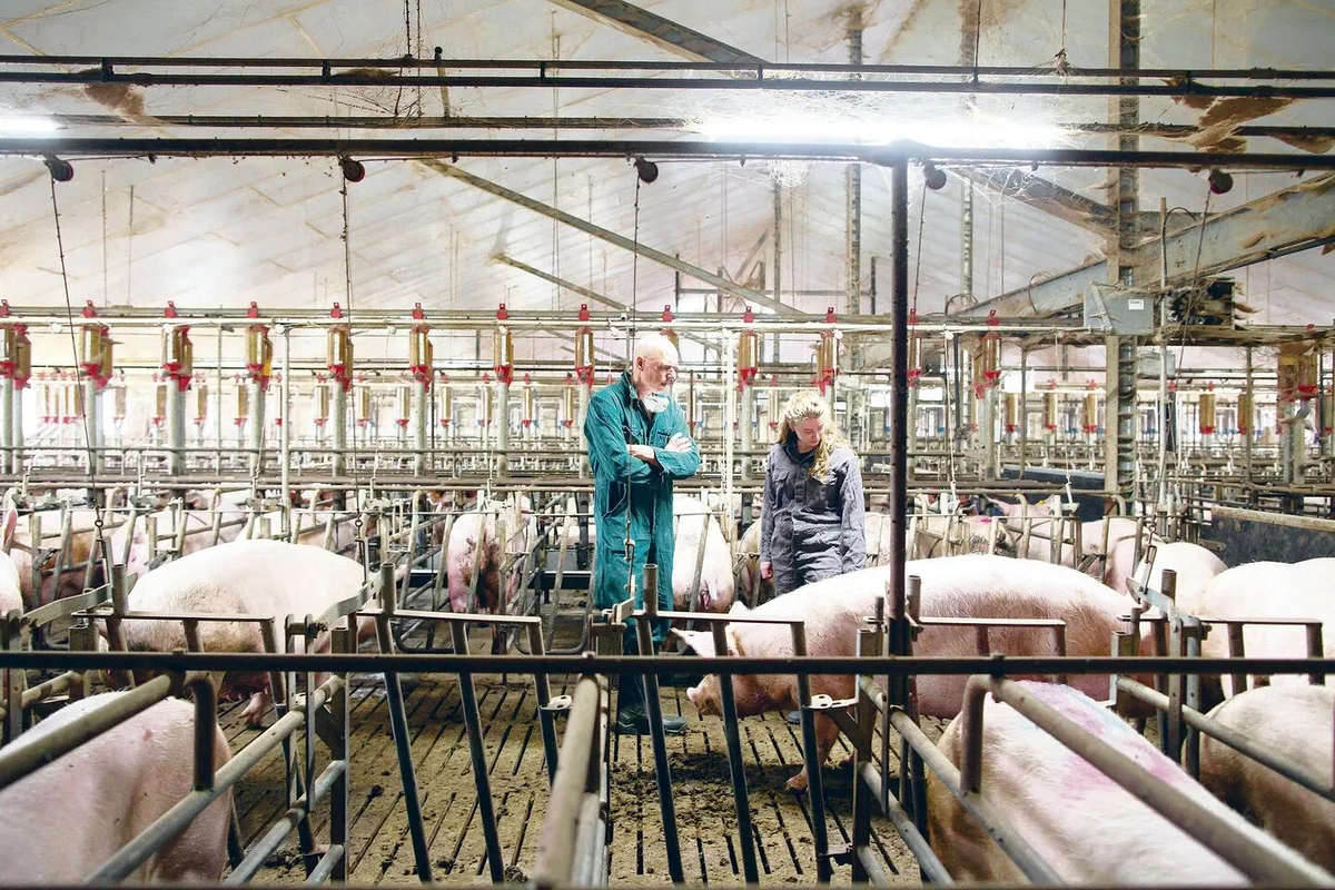 501cf75e77d0cb3791d0641de8dcb54467effa6b639012abb7e52bbe881ef8be Schweinespezialist Rob van Schie in einem typischen holländischen Zuchtsauenstall mit Gruppenhaltung und Ständen.