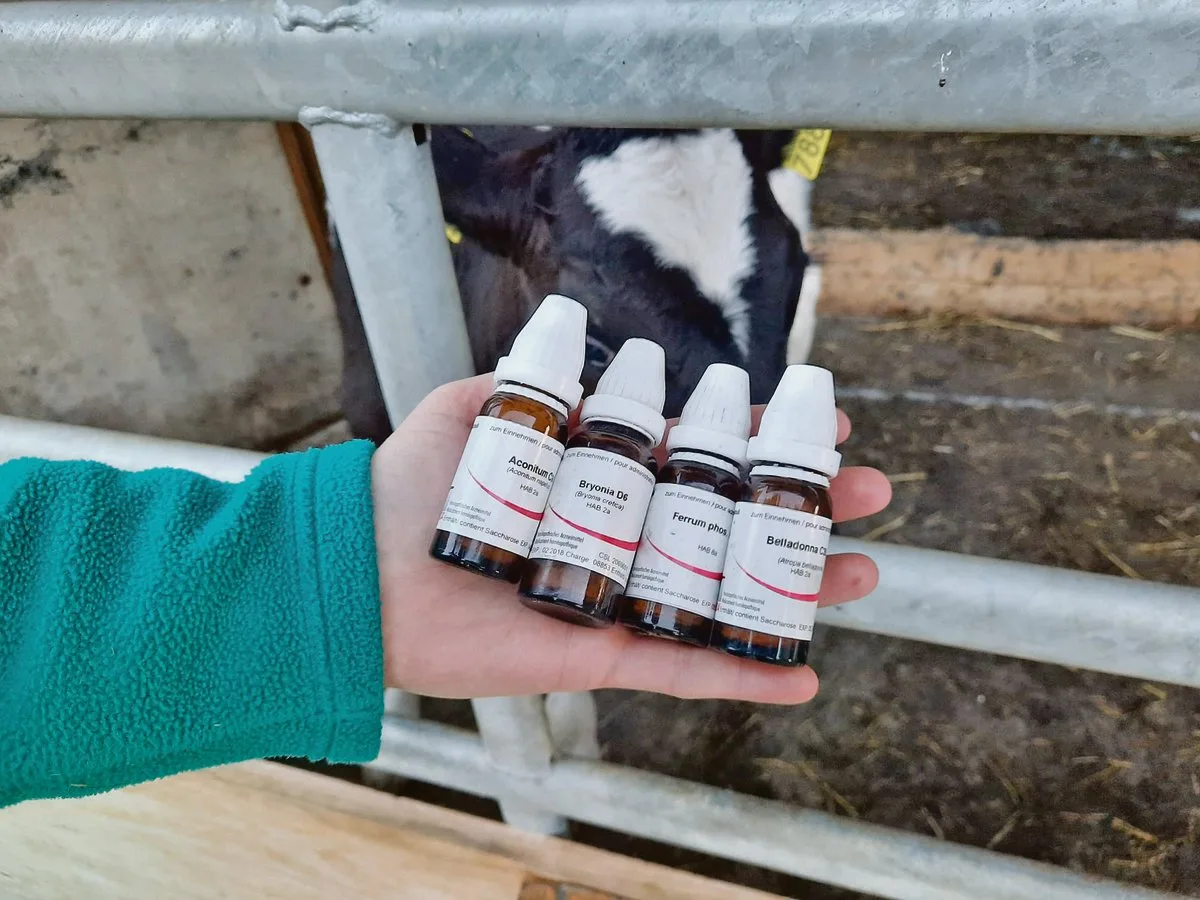 8ef6072a46d51d605c0a3b7c9a31a4cd09002b1a Wer Lungenerkrankungen bei Aufzuchtkälbern homöopathisch behandeln will, muss folgende Mittel in der Stallapotheke haben: Aconitum, Belladonna, Bryonia und Ferrum phosphoricum. (Bild Walter Lüthi)