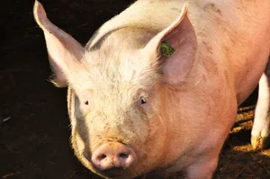 Ein aktuelles FiBL-Beratungsprojekt untersucht das optimale Vorgehen bei der Hoftötung von Schweinen und Kleinwiederkäuern.