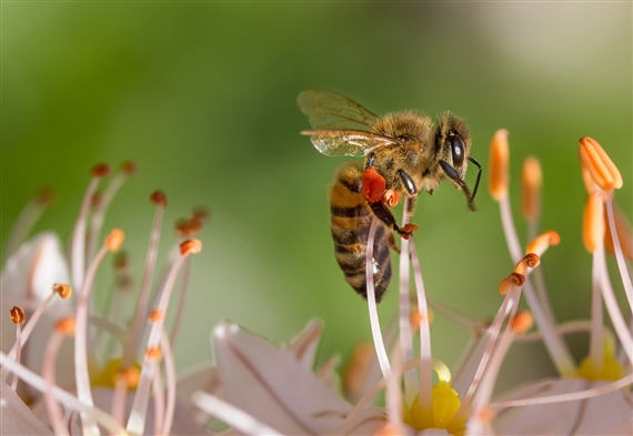 Neonikotinoide haben laut Studien negative Effekte auf Bienen. (Bild Pixabay)