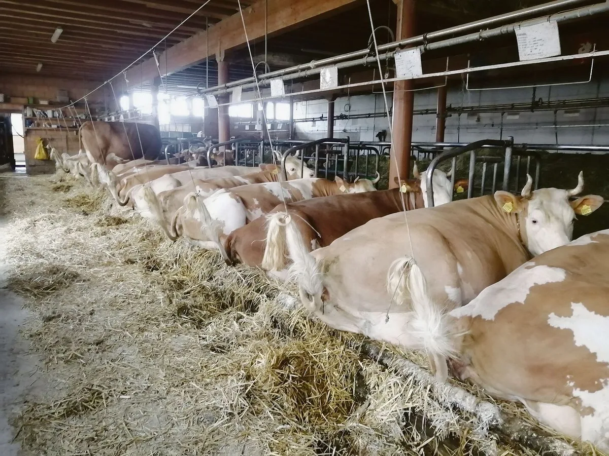 24aaf63a9e5e13a4e707da451159efd58e5eeca18836bd459f433cebf3a7069d Beim Chef von Toni Bergmann kommen fast nur Simmentaler in den Stall