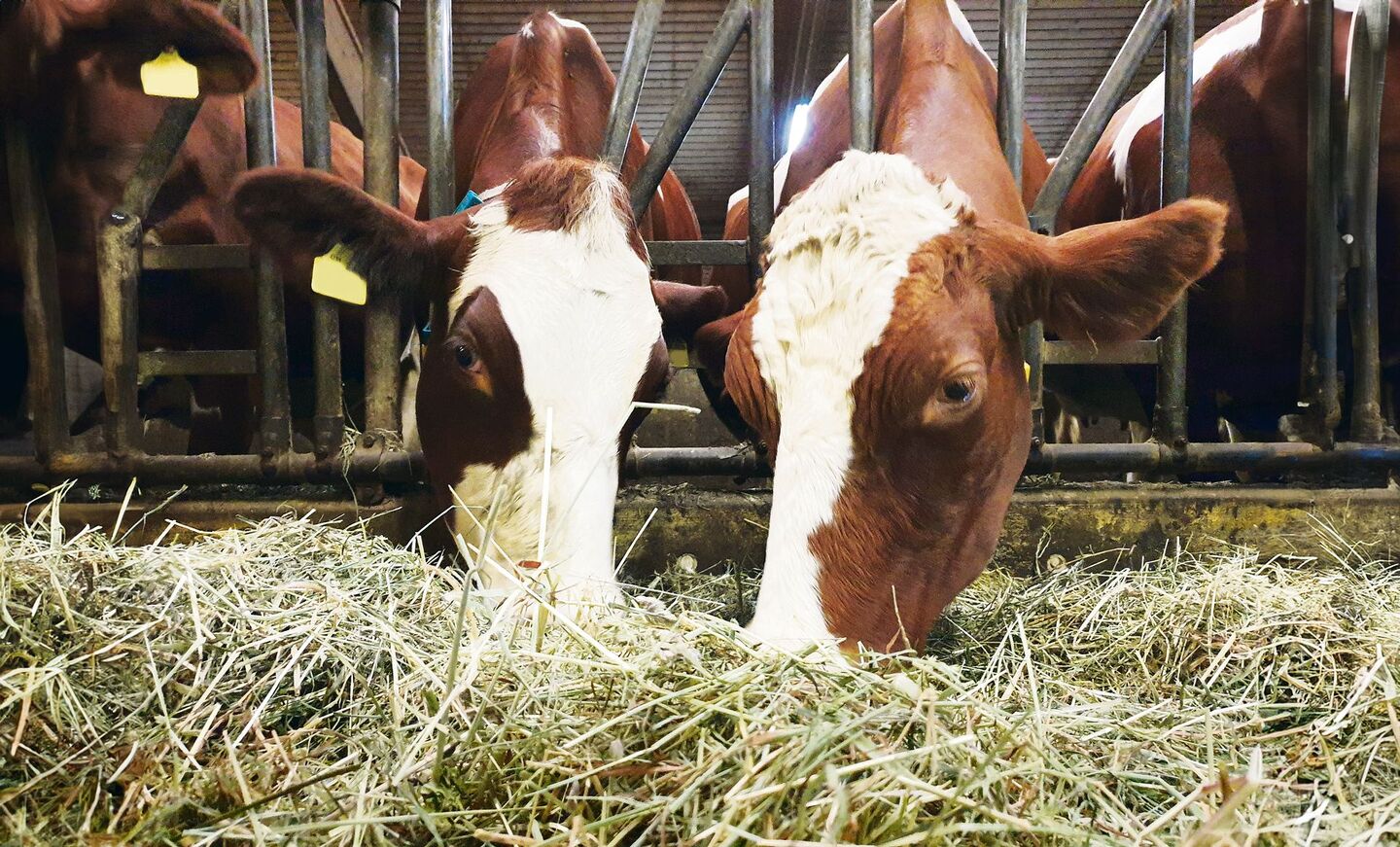 Der Gehalt von Dürrfutter und auch von Silage kann stark variieren. Zusätzlich zum Ernterapport liefert die Laboranalyse Informationen.