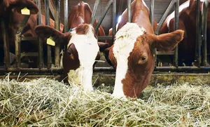 Der Gehalt von Dürrfutter und auch von Silage kann stark variieren. Zusätzlich zum Ernterapport liefert die Laboranalyse Informationen.