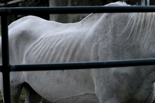 d1f4c4dba90c10ff4c475d5c369343e369444883 Die Zahl der Tierschutzstrafverfahren steigt: Diese Zunahme bedeutet aber nicht direkt, dass es immer mehr Tierschutzverstösse gibt, wie die Stiftung Tier im Recht (TIR) konstatiert. (Bild Pixabay)
