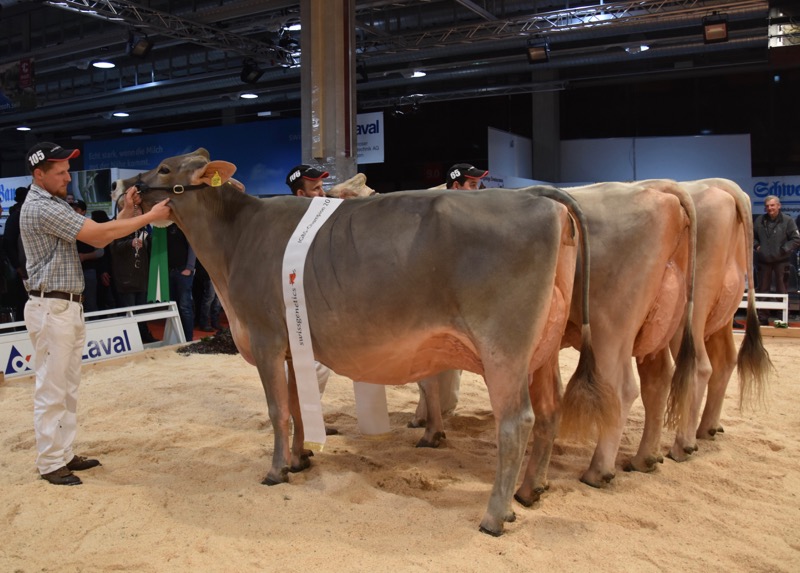 IGBS Champion Salomon Sarina von Guido Bucheli-Caduff. (Bilder Jasmine Baumann)