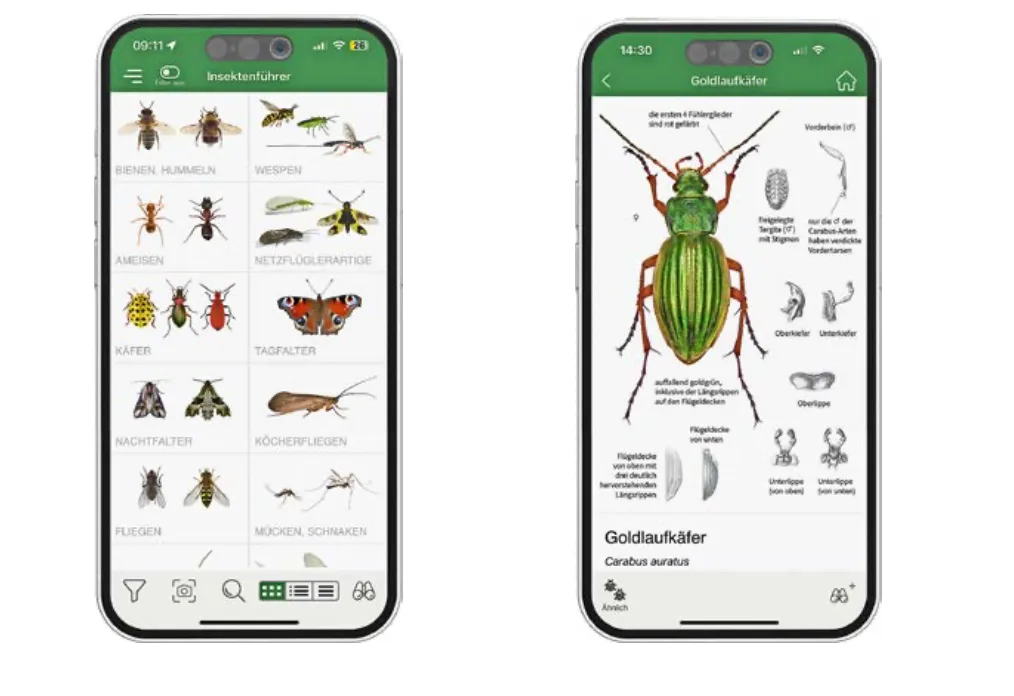 Insekten-App Insekten per App bestimmen