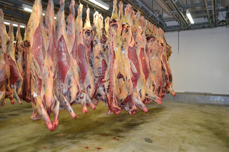 Verdeckt gedrehte Video-Aufnahmen hatten Verstösse gegen das Tierschutzrecht gezeigt. Der Bundesrat findet, es müsse das Personal besser geschult werden. (Symbolbild BauZ)