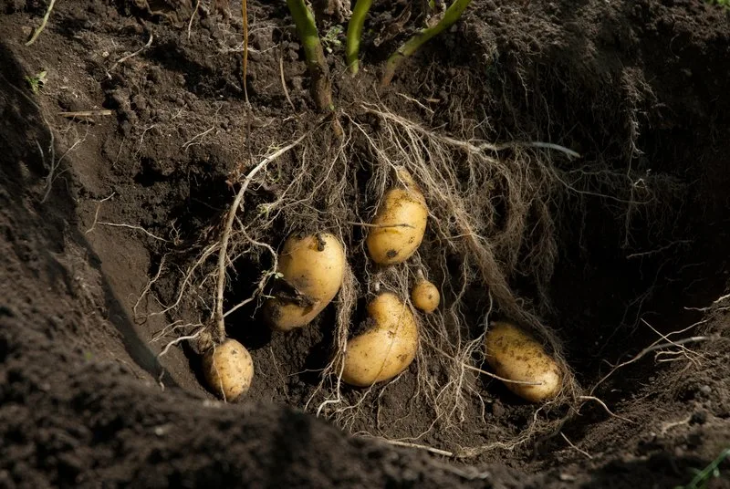 298ad38c248192d6e9cdaa15dd8673fcbbb1e694 Der kühle Mai machte den Kartoffelproduzenten zu schaffen. (Bild Adobe Lars Brodde)