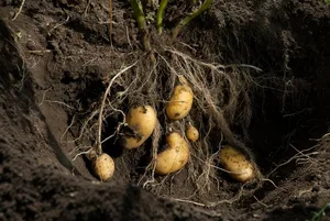 Der kühle Mai machte den Kartoffelproduzenten zu schaffen. (Bild Adobe Lars Brodde)