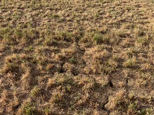 Nach dem Wetterumschwung Bestände überprüfen