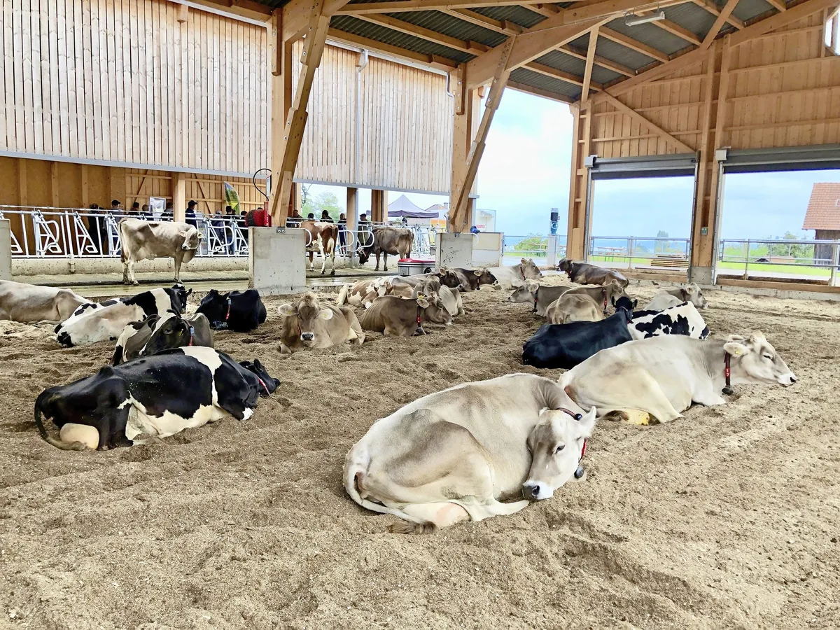 DG_25-03_TH2_bild01_neu Im Kompostierungsstall des Beratungs- und Bildungszentrums Arenenberg hält das System, was es verspricht: Die Kühe sind gesund und haben ein hervorragendes Abkalbeverhalten.