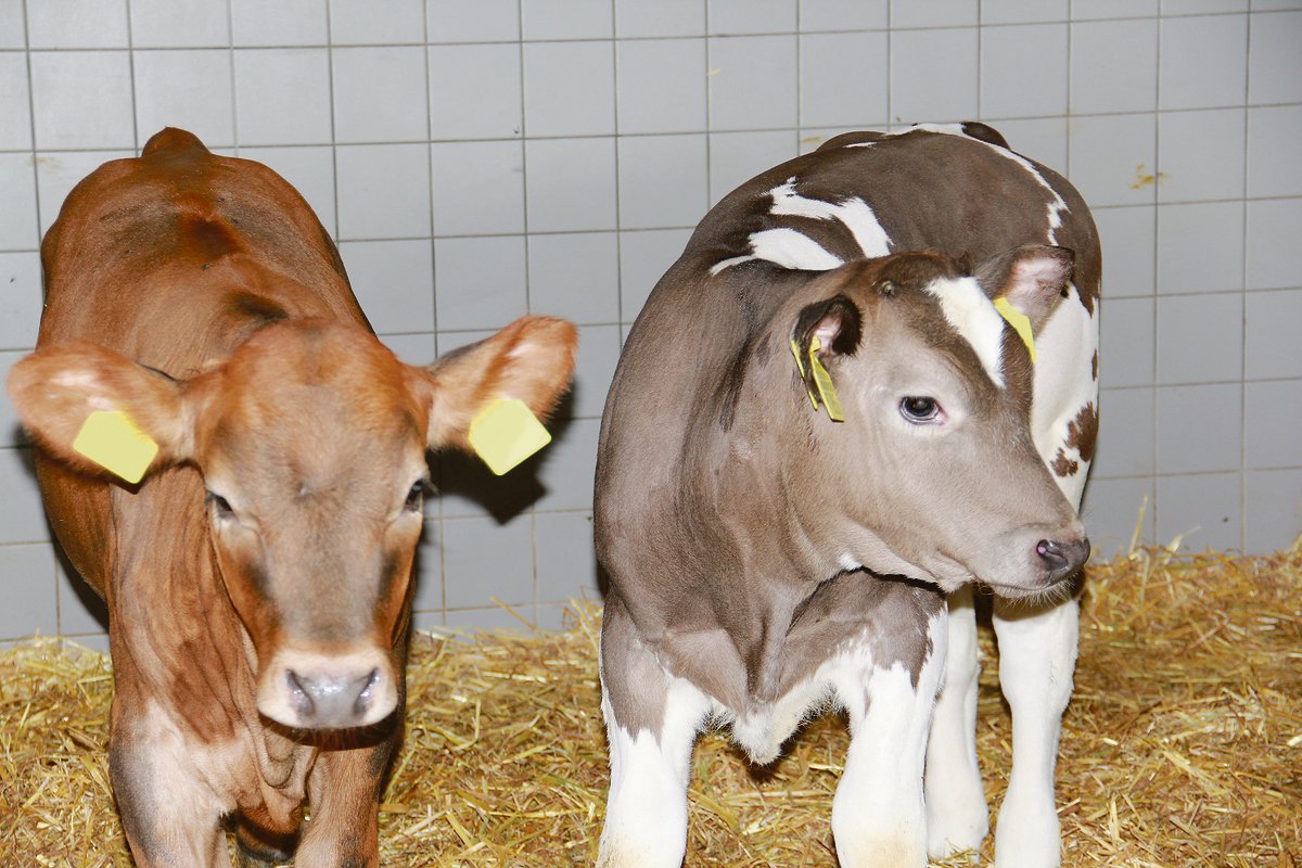 Die Nachfrage nach Kalbfleisch ist wegen der Corona-Krise eingebrochen. Als Folge werden die fetten Bankkälber nicht abgeholt. Während dieser Wartezeit ist der Marktpreis gefallen.(Bild SBV)