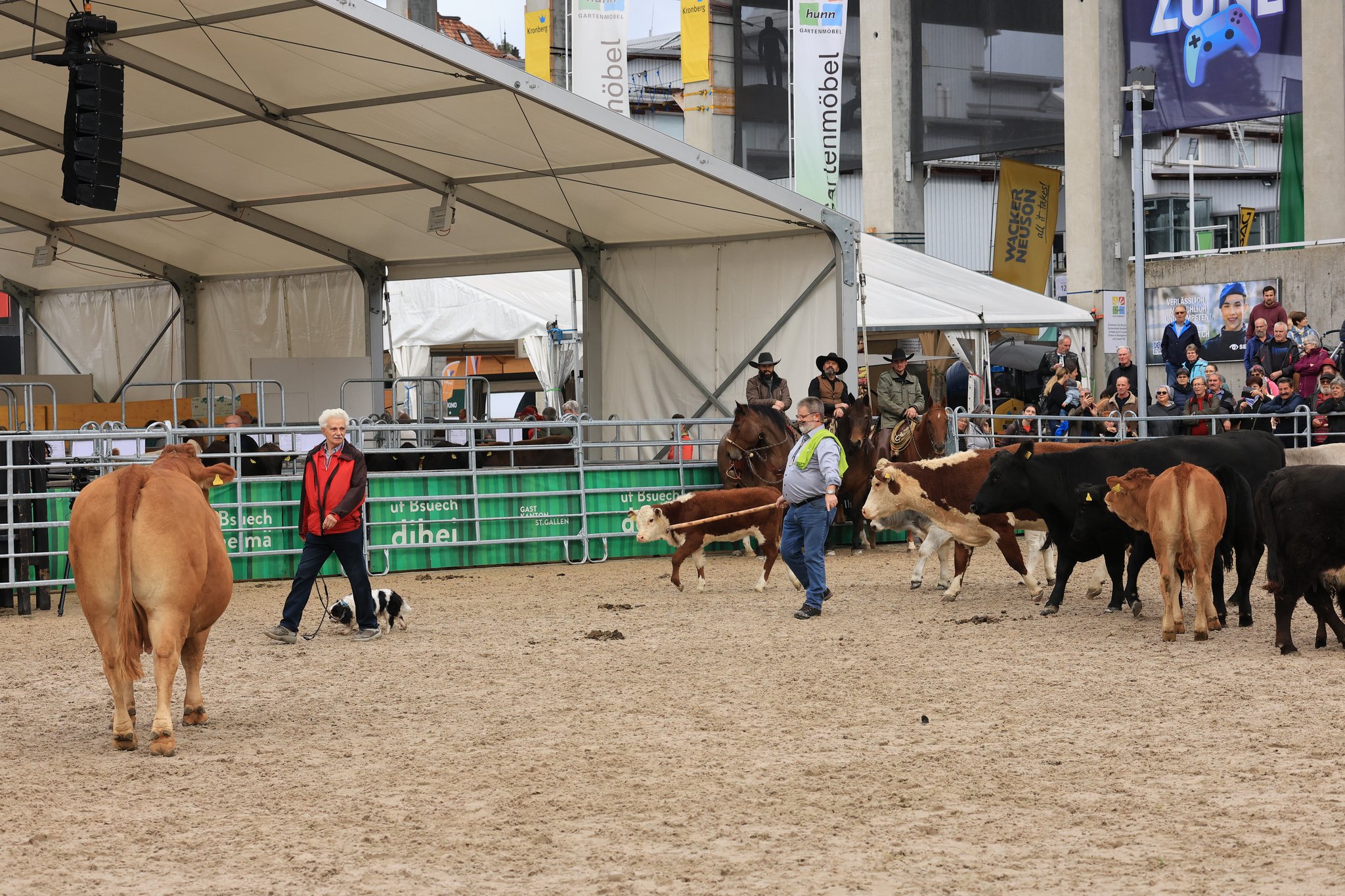 «Da muss der Hund die Schnauze halten, sonst kommt er drunter»