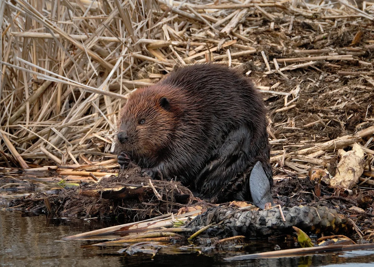 beaver-7148457_1920 «Nicht unnötig abschiessen»: Was sagen die Biberfreunde zu Schäden?