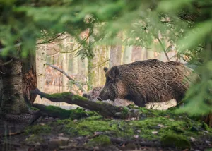 Das Bundesamt für Lebensmittelsicherheit und Veterinärwesen (BLV) empfiehlt Privatpersonen dringend, auf das Mitbringen von Schweinefleischprodukten zu verzichten, wenn sie aus von ASP-betroffenen Gebieten in die Schweiz zurückkehren.