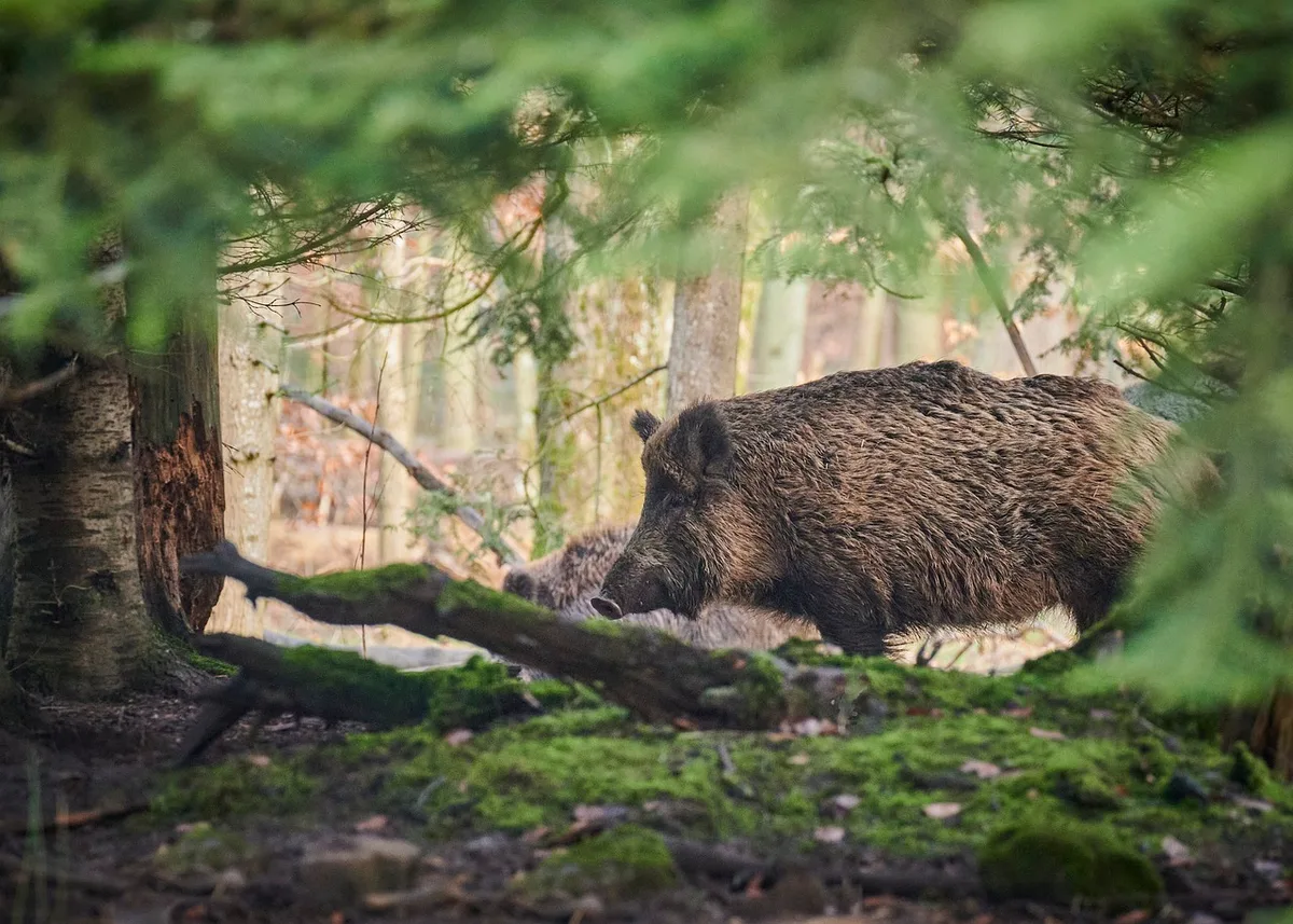 wildschwein_paul_ehenri_degrande Afrikanische Schweinepest bedroht vom Süden her das Tessin