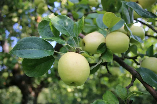 2b4820dc776a49b5d82cd0a217b24312ad3506f5 Der Usterapfel ist unberechenbar: Nach einer oft überreichen Ernte folgt in der Regel ein Jahr ohne Früchte. (Bild zVg)