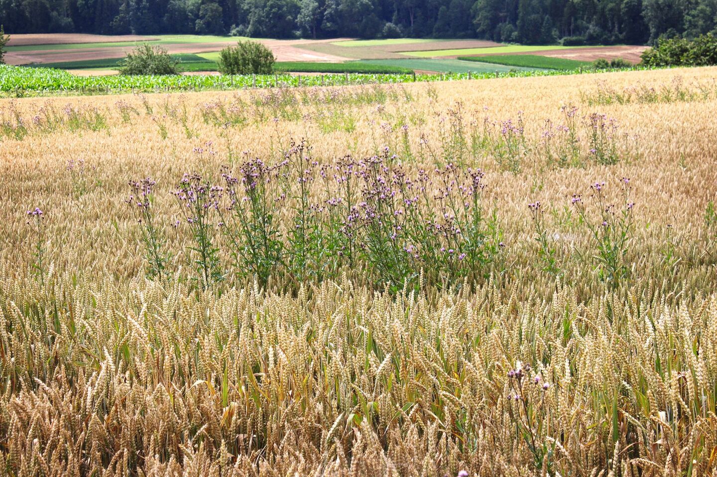 Ackerkratzdisteln in Weizen – soweit sollte es nicht kommen. Die Behandlung braucht Geduld und sollte bei warmem Wetter erfolgen.Bild: A. Distel, LZ Liebegg