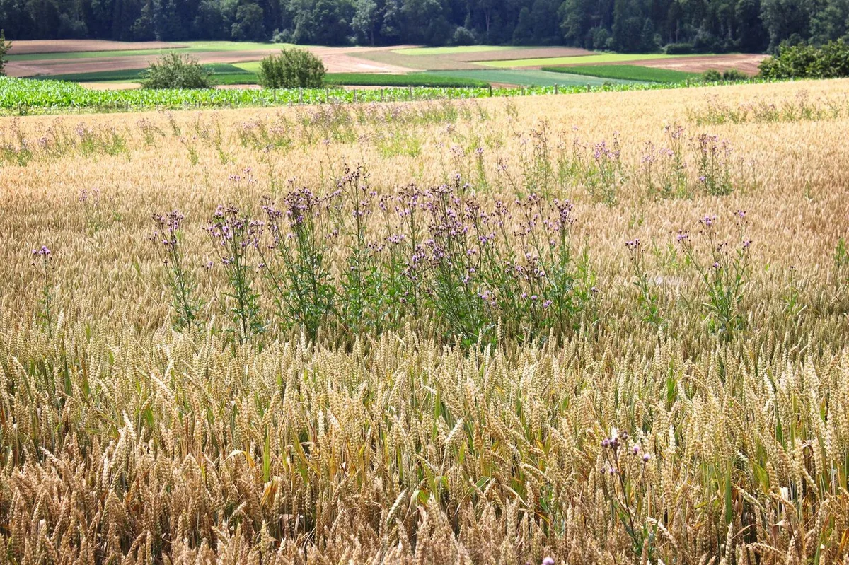 229d1ec188d7d63f97ff56772ad89480ac9f2a302340dac7f66ae92fd5ee458f Ackerkratzdisteln in Weizen – soweit sollte es nicht kommen. Die Behandlung braucht Geduld und sollte bei warmem Wetter erfolgen.Bild: A. Distel, LZ Liebegg
