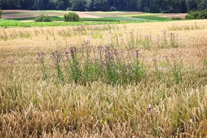 Ackerkratzdisteln in Weizen – soweit sollte es nicht kommen. Die Behandlung braucht Geduld und sollte bei warmem Wetter erfolgen.