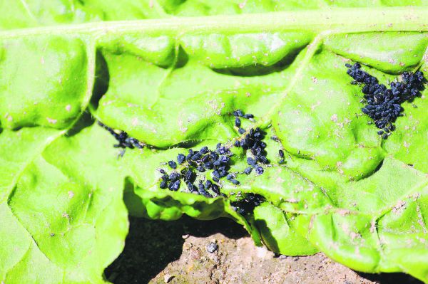 Schwarze Blattläuse bei den Zuckerrüben. (Bild Andi Distel)