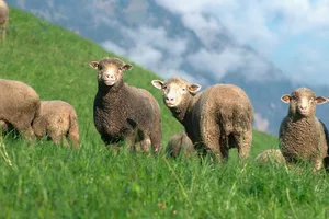 Im Landwirtschaftszentrum in Visp soll die Alpbewirtschaftung mit Kleinvieh erforscht werden. (Bild BauZ)
