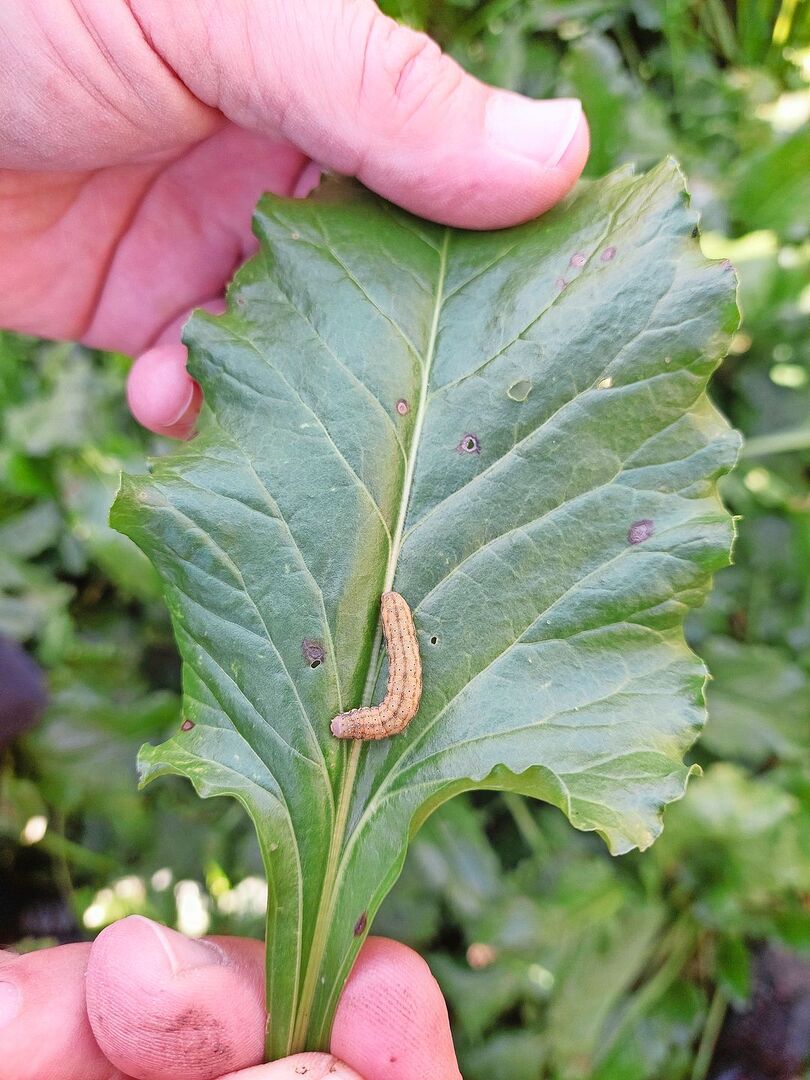 Das ist die Raupe der Gammaeule.