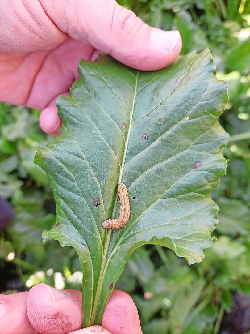 Das ist die Raupe der Gammaeule.