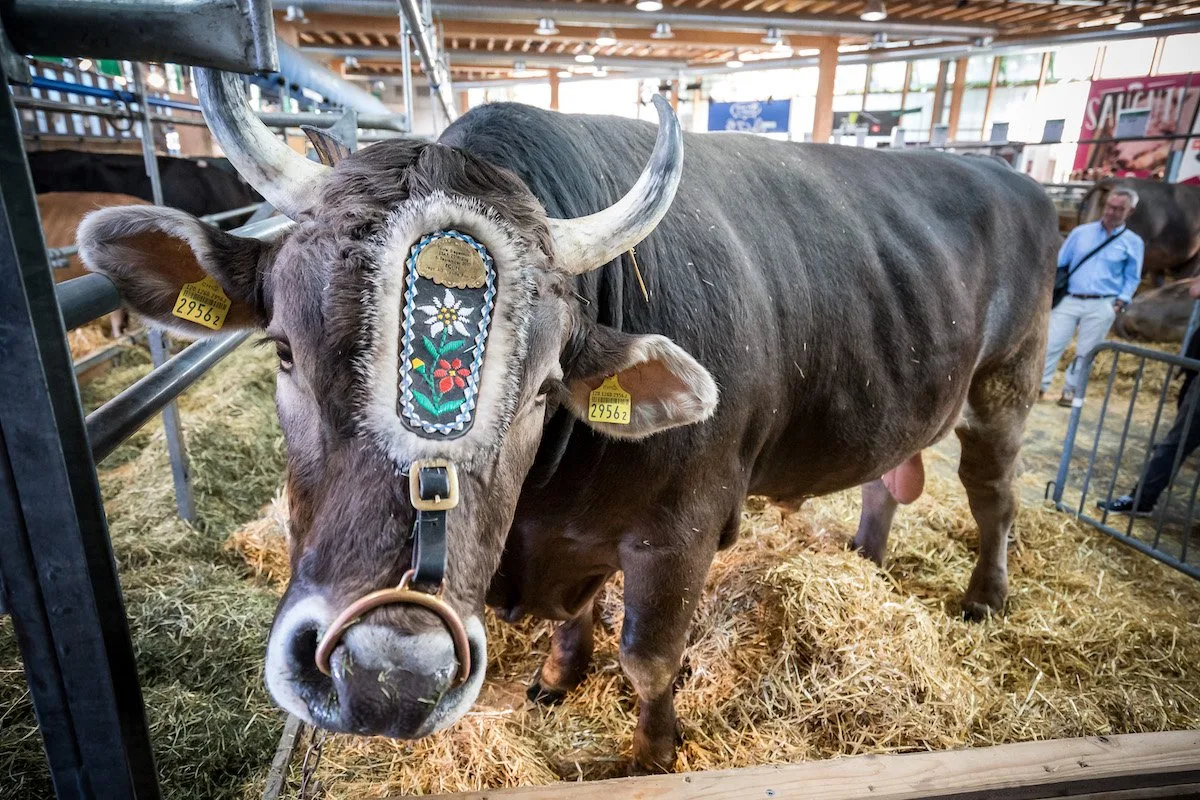 Original Braunvieh Stier Kolin ist am Start. (Bilder zVg)