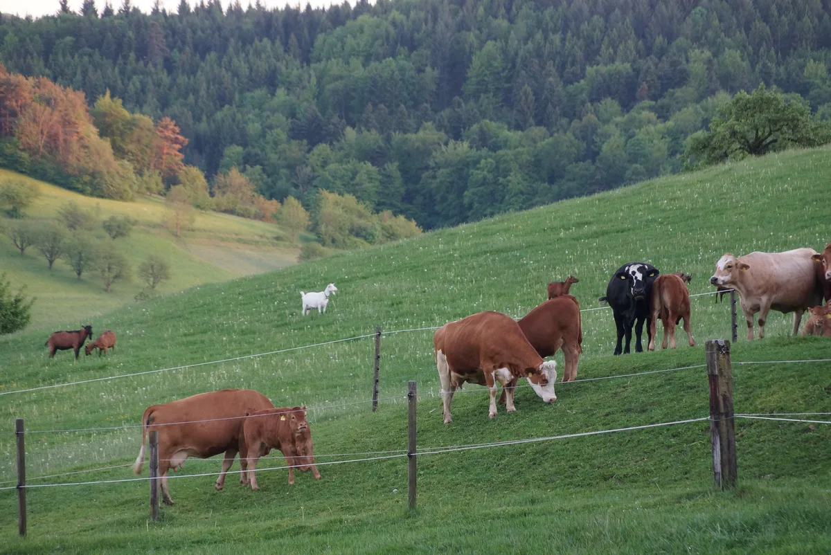 Mutterkuehe_Ziegen_Fricktal_AG Blutsauger kann bei Wiederkäuern Fehlgeburten auslösen