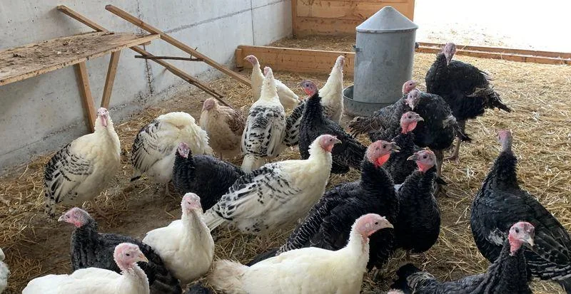 94a2ae9cd3dcbd29c1dbda529ee04395dc9af26d Gemäss Animal Health Online sind aktuell vor allem deutsche Betriebe mit Truthahnzucht von der Vogelgrippe betroffen. (Bild Lid)