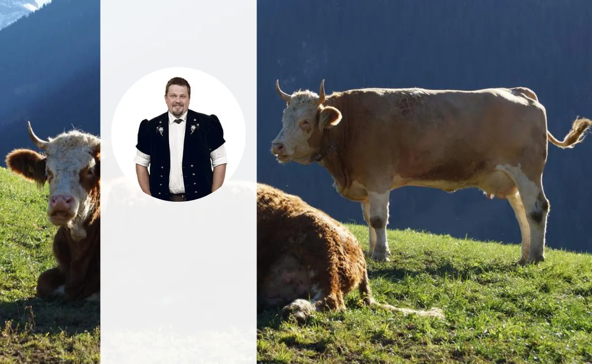 simmentaler-liechti «Die Hörner sind immer noch ein wichtiges Merkmal der Rasse»