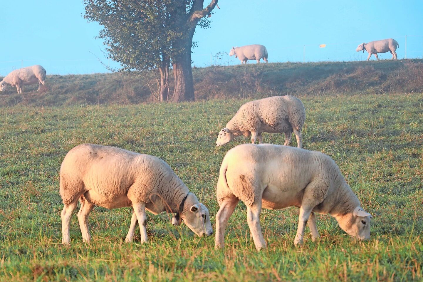 Während die Blauzungenkrankheit bei den Rindern meist mild verläuft, verursacht sie bei Schafen schwere Symptome. Eine Impfung ist in der Schweiz nicht zugelassen