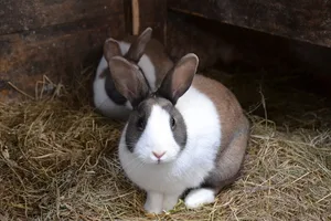 Die Tierseuche ist hochansteckend, fast alle infizierten Tiere sterben qualvoll. Eine Impfung ist seit 2020 zugelassen.