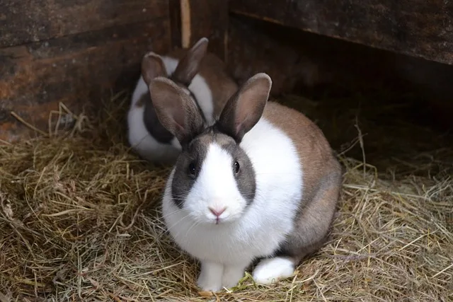 Kaninchen-Pixabay Schweizer Tierschutz ruft zu Impfung gegen Kaninchenseuche auf