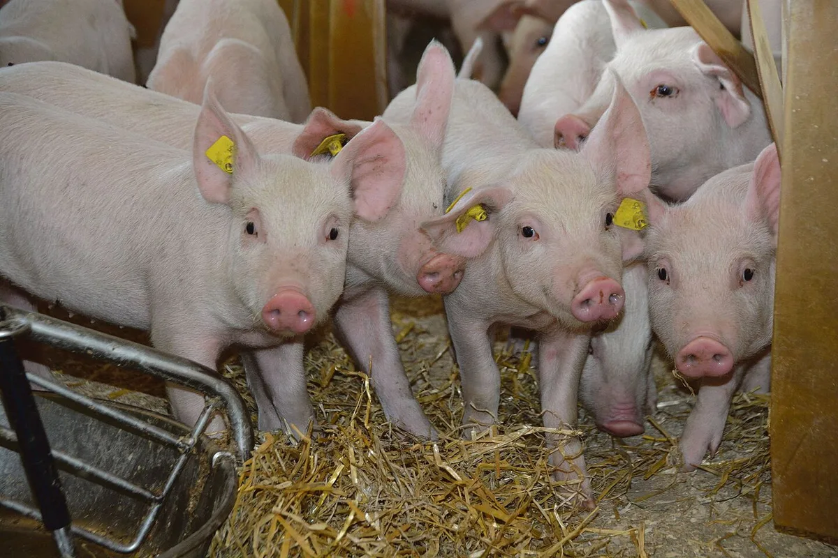 95d82d69671d11d0db7061d66a99980aae3bf3d0ca6ef73dcec6cc76aa6057dd Zu viele Mastplätze sorgen für eine zu hohe Nachfrage nach Mastjagern. Bei den Schweinepreisen ist noch keine Erholung in Sicht.