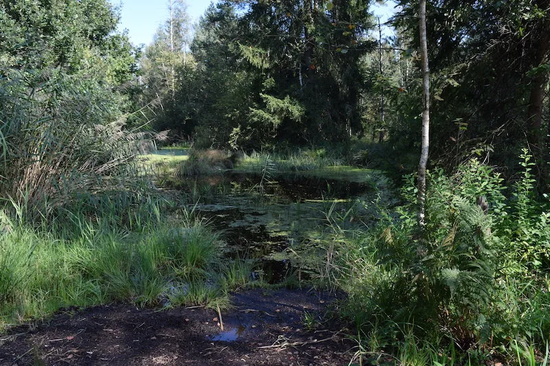 f8db188a2b075fcb7acb5891e1f522a094a1d87b Das Naturschutzgebiet Hudelmoos beheimatet eine reiche Vielfalt an Pflanzen- und Tierarten und ist ein eigentlicher Hotspot der Biodiversität. (Bilder sgi)
