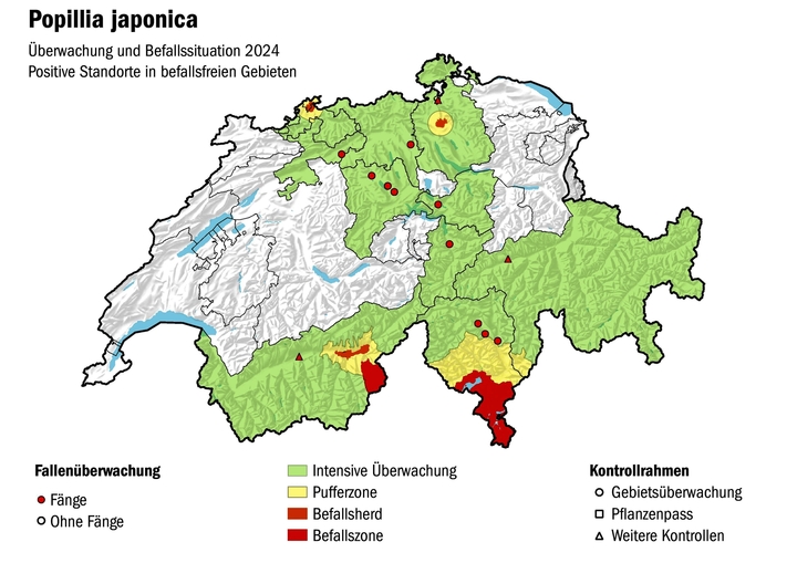 Die Japankäfer-Situation in der Schweiz. Nördlich der Alpen gibt es Befallsherde im Oberwallis, Kloten und Basel.