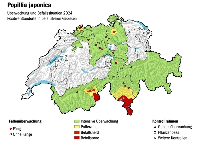 Die Japankäfer-Situation in der Schweiz. Nördlich der Alpen gibt es Befallsherde im Oberwallis, Kloten und Basel.