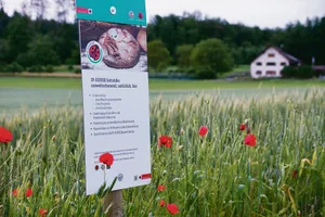 Ein Aargauer IP-Getreidefeld: Nun könnten die Bäuerinnen und Bauern mit pestizidfreiem Anbau noch einen Schritt weiter gehen.(Bild Ruth Aerni)