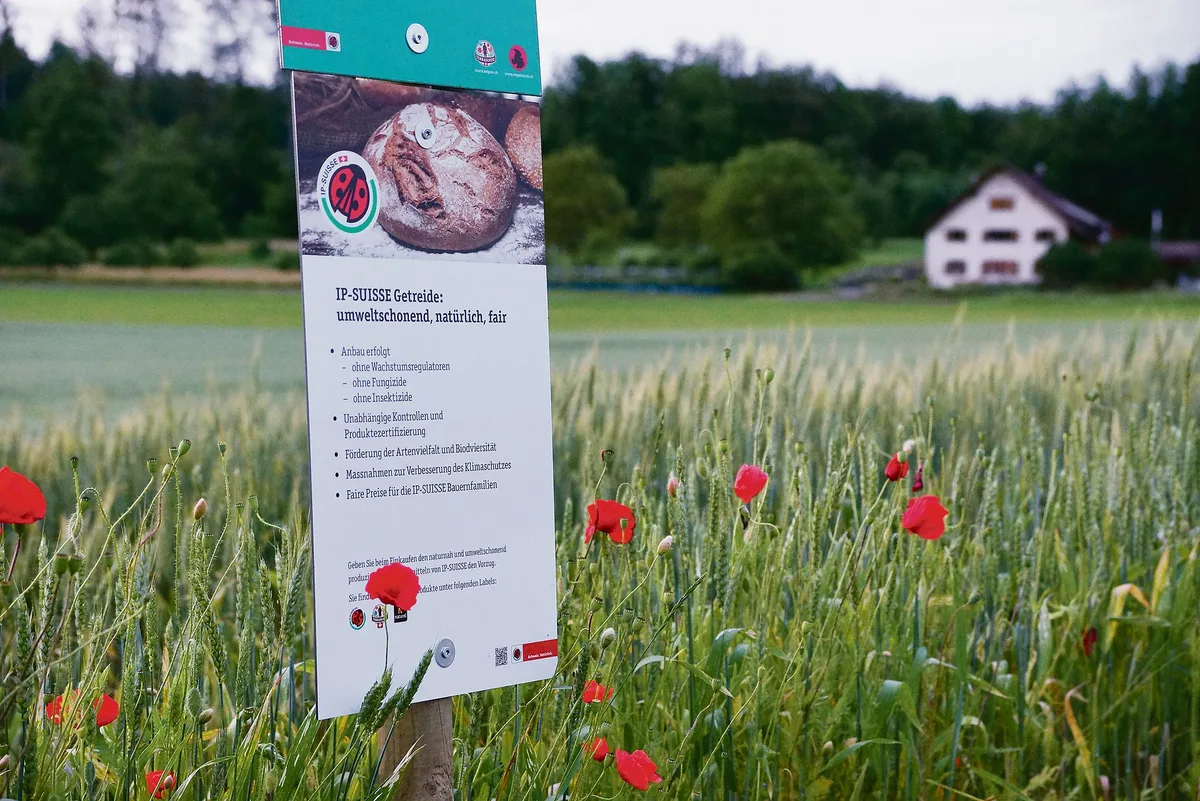 c6846c3e1b0249015d8dff0297f26283e9f916d2 Ein Aargauer IP-Getreidefeld: Nun könnten die Bäuerinnen und Bauern mit pestizidfreiem Anbau noch einen Schritt weiter gehen.(Bild Ruth Aerni)