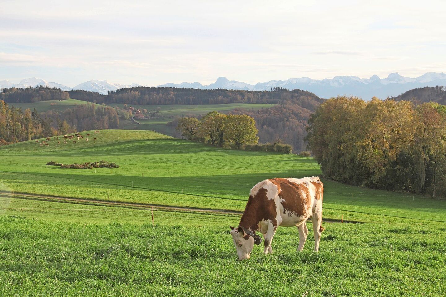 Eine Milchkuh steht alleine auf der Weide, hält den Kopf zu Boden und frisst.