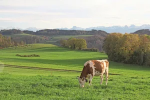 Um im Frühling einen Magnesiummangel zu verhindern, kann es helfen, die Kuh zu Beginn der Weidesaison nicht allzu lange auf die Weide zu lassen.