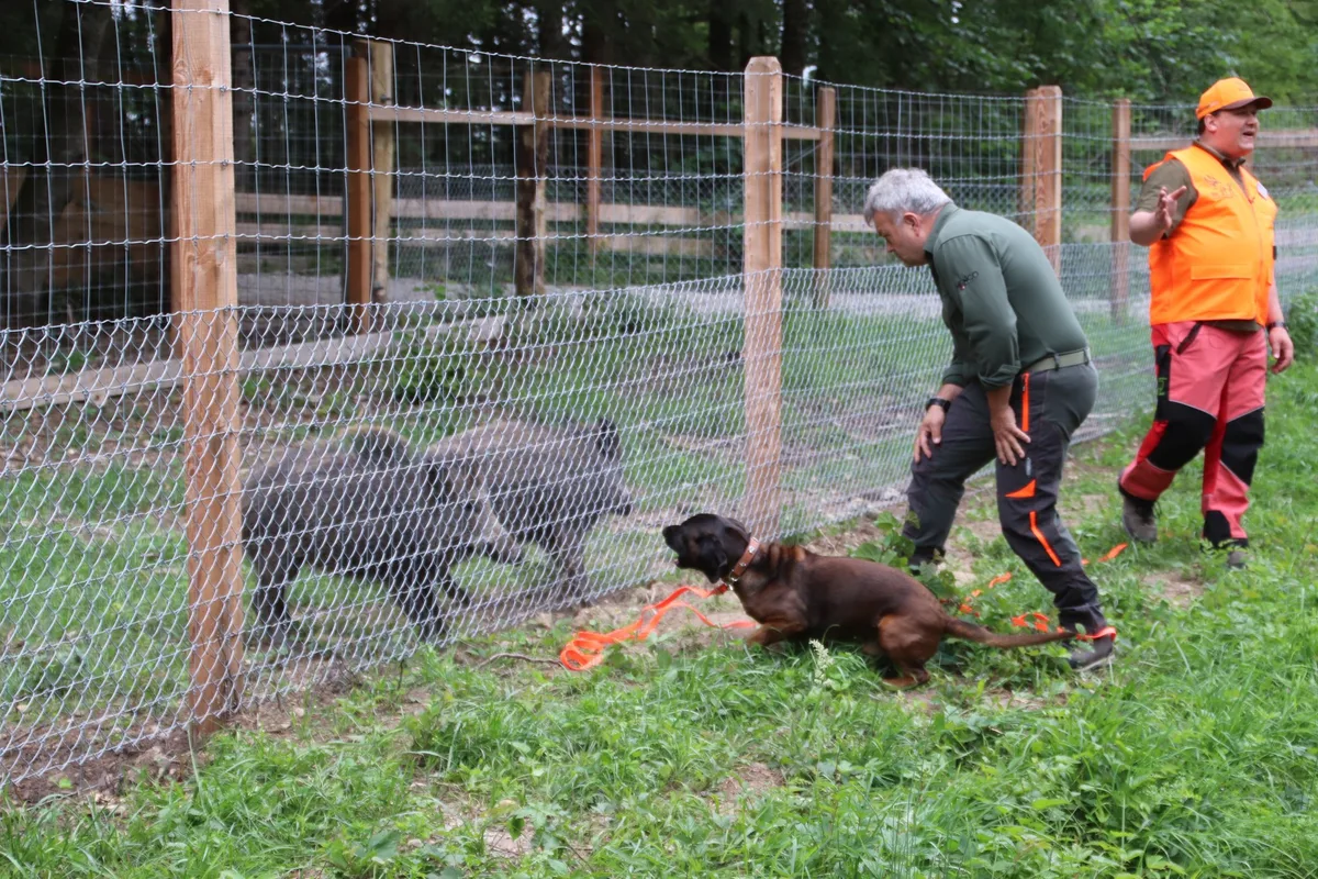 07d84eecd83df5b843baf9841b64936f692e1389 In einer ersten Phase nimmt der Jagdhund am Gatter Witterung mit dem Schwarzwild auf und zeigt dabei typische Jagdeigenschaften. (Bilder Roland Müller)
