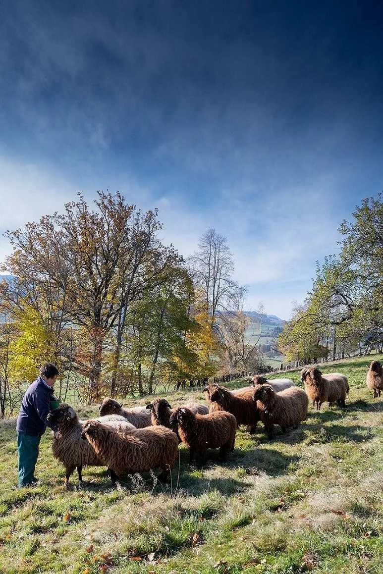 Die Tierverkehrs-Datenbank soll flexibler und intuitiv werden
